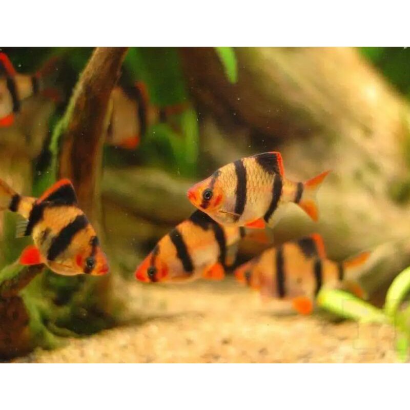 

Ikan Hias Tiger bard Sumatra