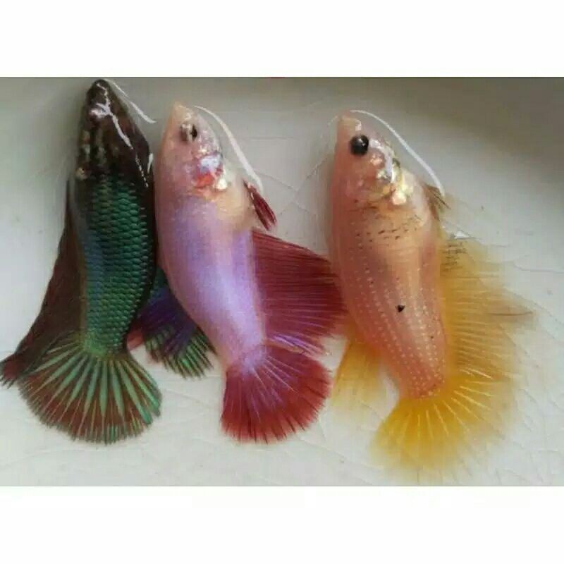 ikan cupang hm betina full telur