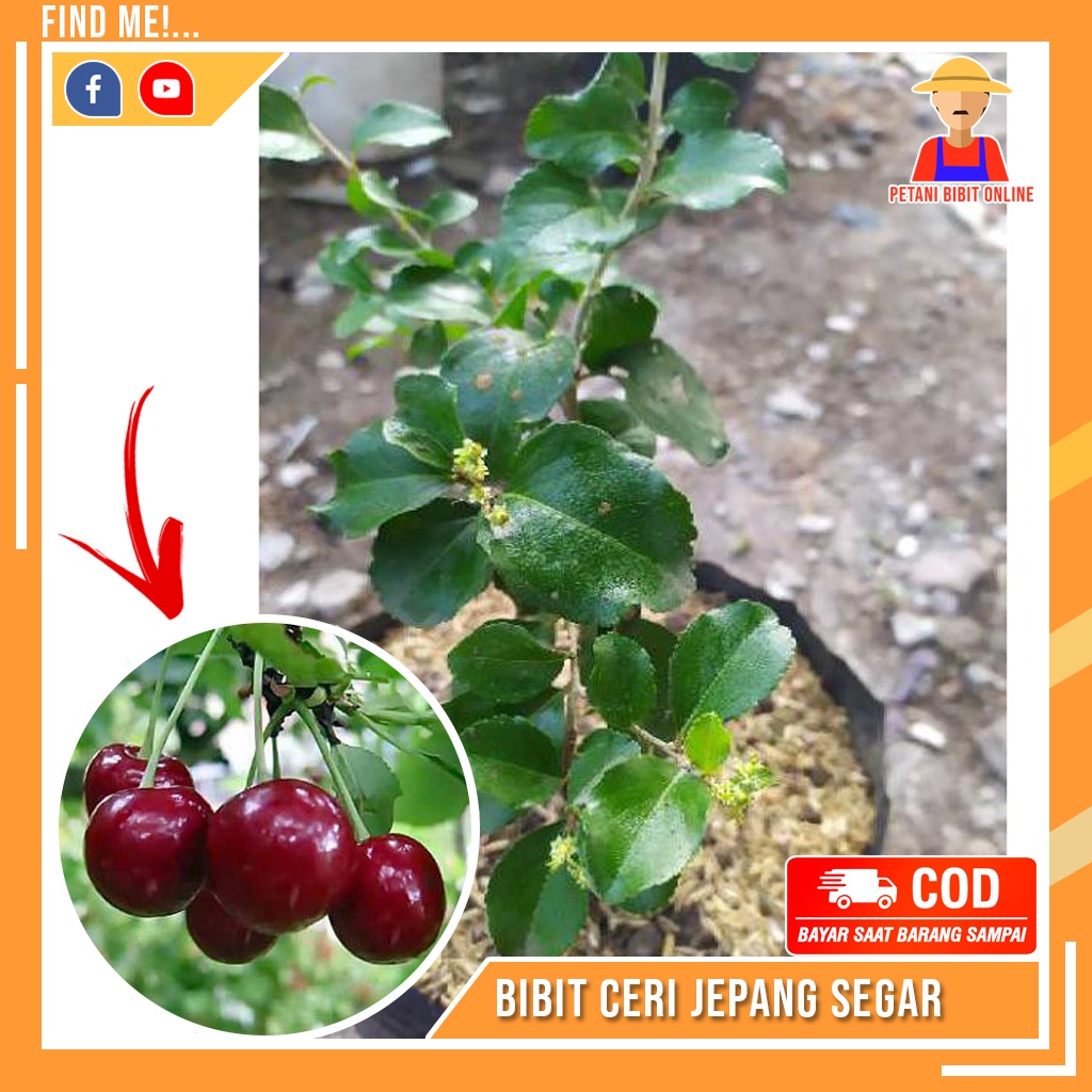 Bibit Ceri Jepang Cherry Jepang Buah Cery Segar