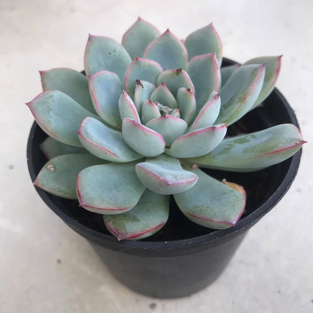 Tanaman Hias Hidup Kaktus Sukulen Echeveria 'Pinkline