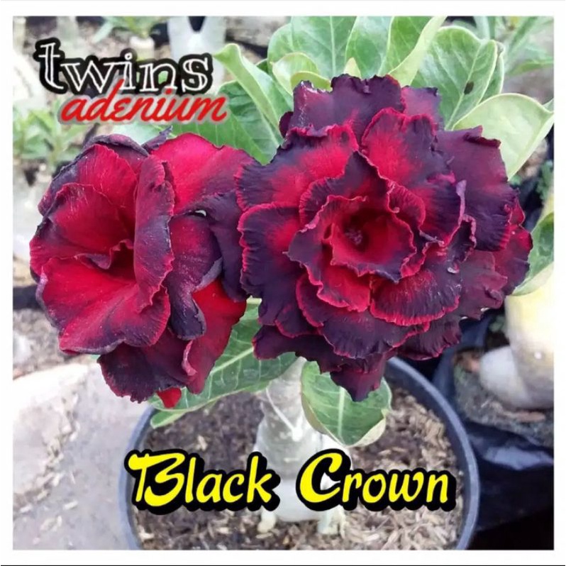 TANAMAN HIAS ADENIUM KAMBOJA JEPANG BUNGA TUMPUK//BLACK CROWN