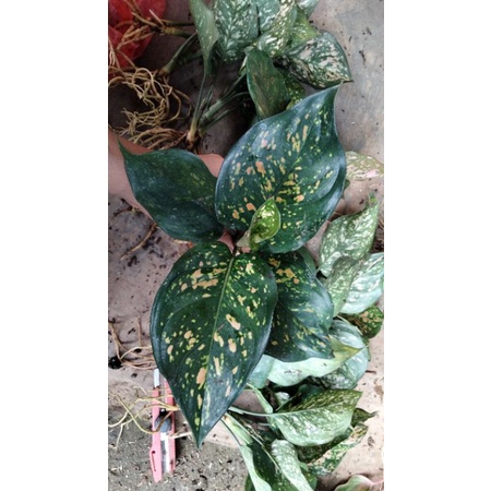 aglonema paket 10btg klasik.venus.snowet.kocin.rubi Garuda.bigroy.heng2.siam.ledi.ciangmai.