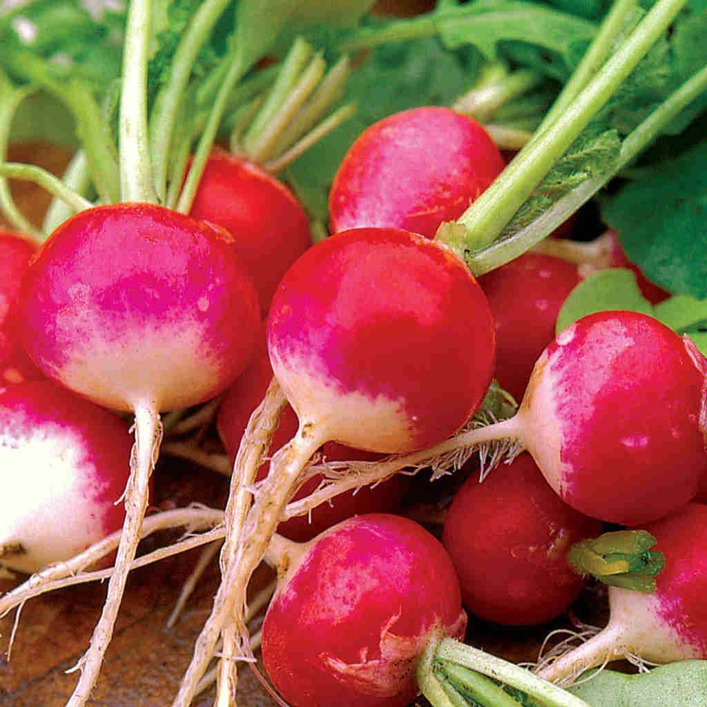 Benih Bibit Biji - Radish Sparkler 3 (Raphanus sativus) Lobak Merah Seeds - IMPORT