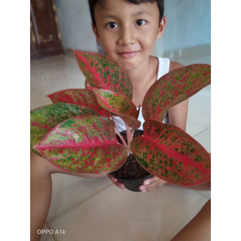 tanaman hias aglonema red stardust dewasa