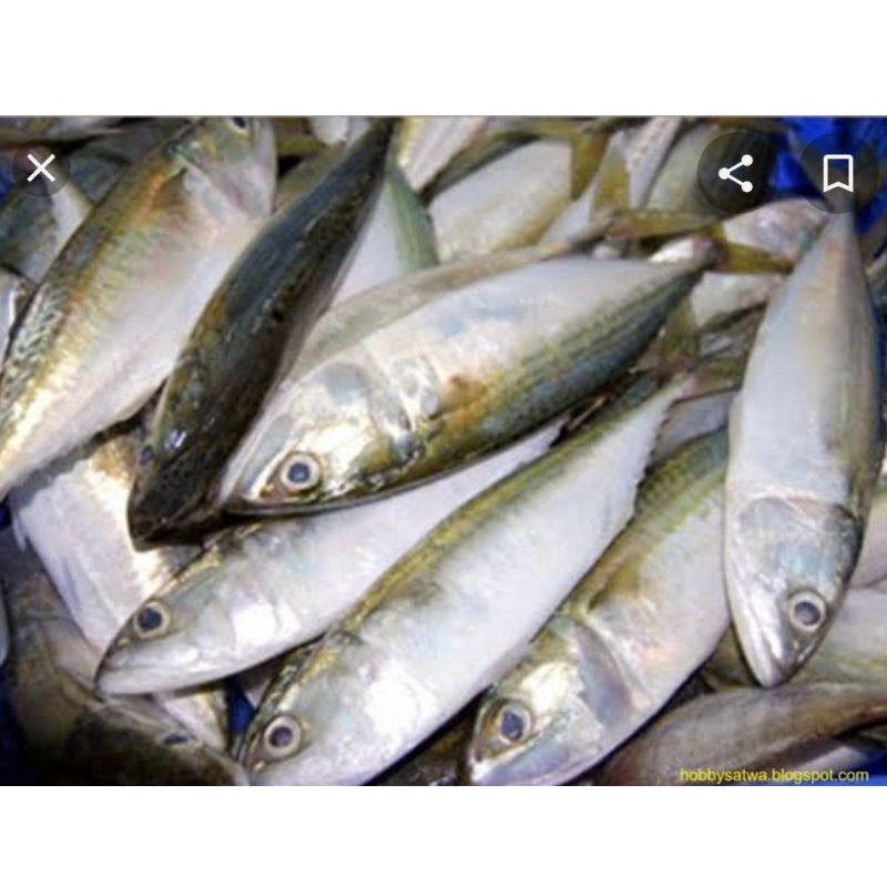 

Ikan Peda fresh ±500 Gram