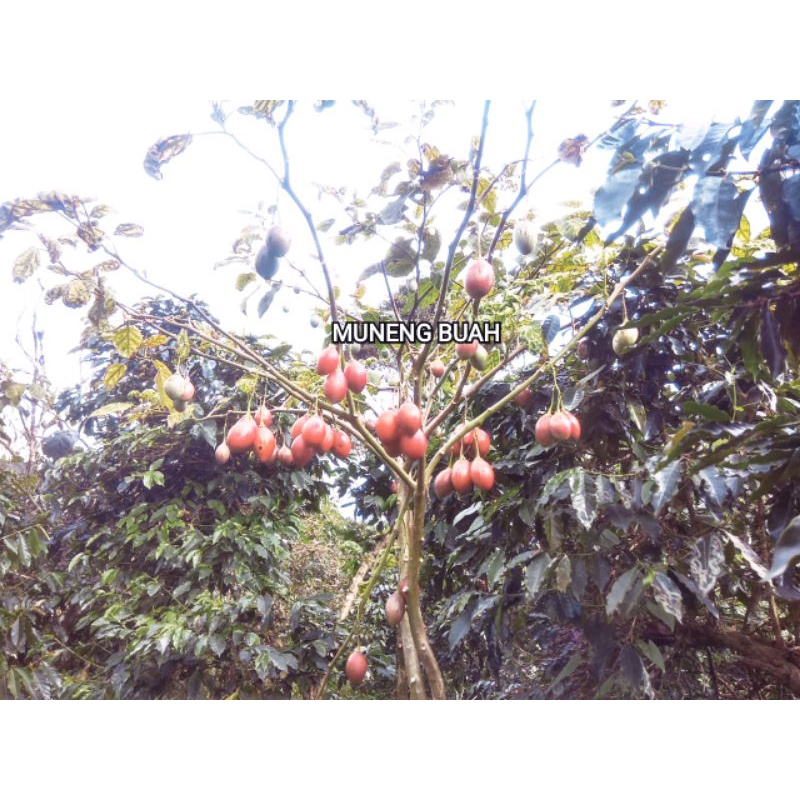 

TERONG BELANDA 1 KG BERASTAGI KARO MERAH CANTIK KUALITAS SUPER