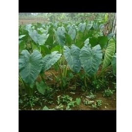 BIBIT TALAS PRATAMA 2 ISI 1000 BIBIT