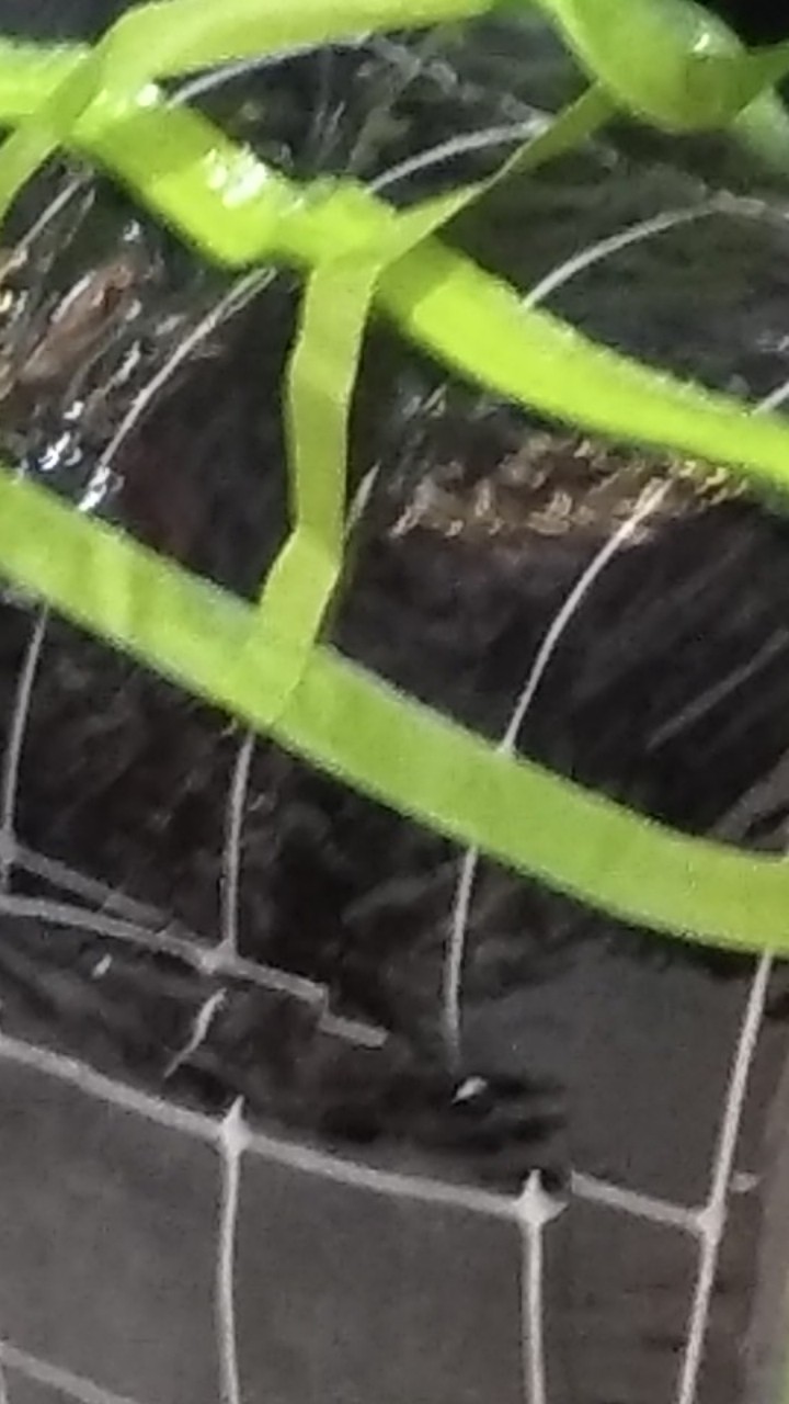 Bedcover & Sprei Set Premium Katun Ayla Motif Marco Abu Terbaru