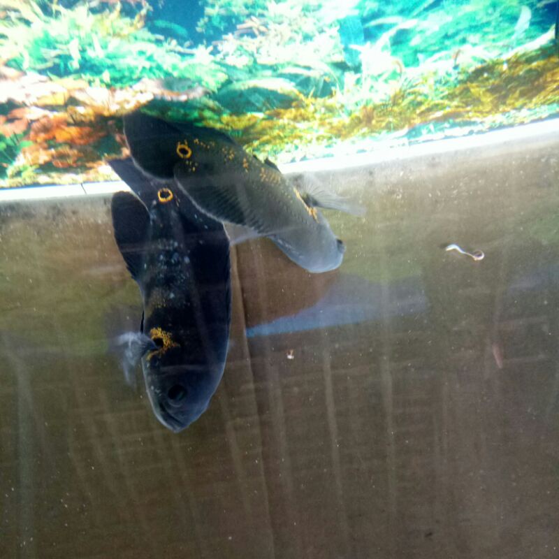 ikan oscar batik