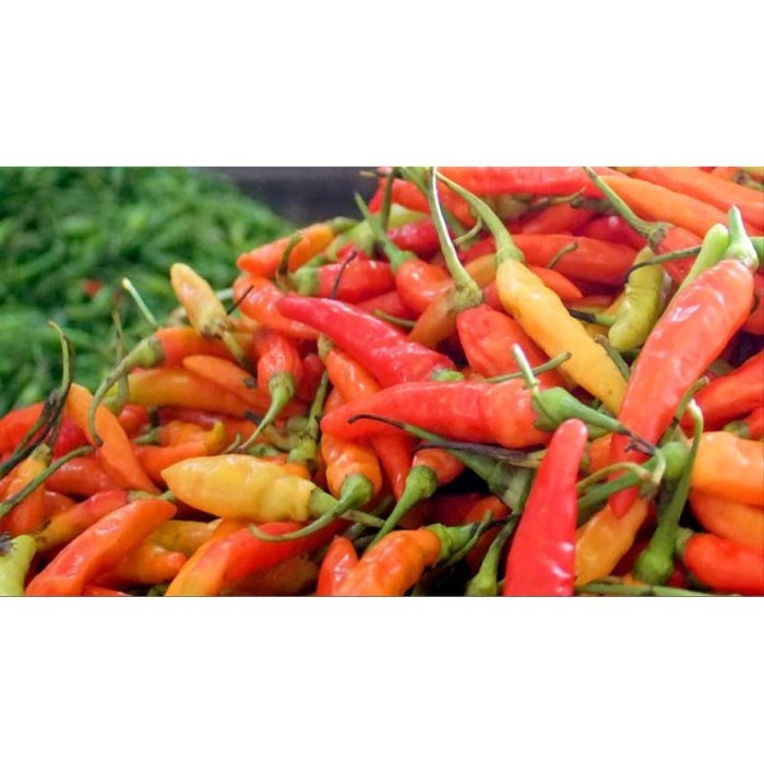 

CABE RAWIT MERAH ORGANIK(100gr)