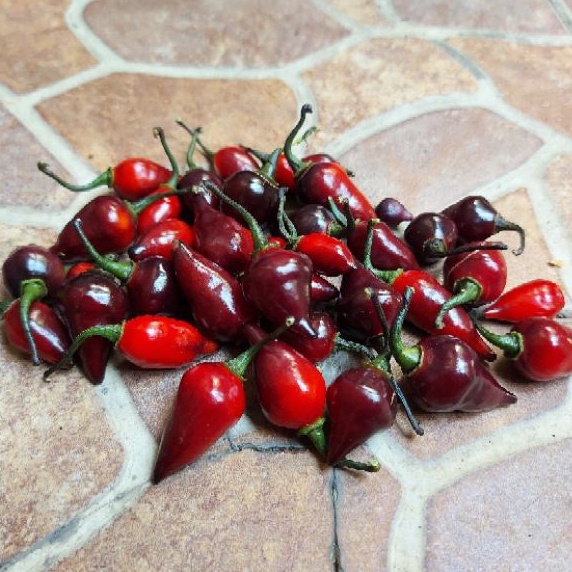 BS-BYL Bibit Cabe Hias Pelangi Benih Tanaman Sayuran Cabai Carolina Reaper Merah Bolivian Rainbow Katokkon Numex Giant Raksasa Sweet Italian Ungu Hitam-CH BLACK CHUPETINHO