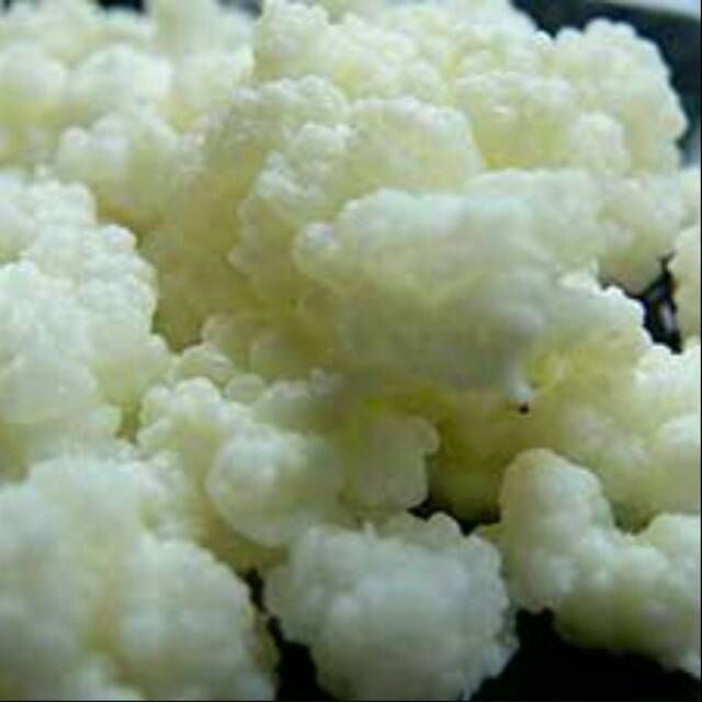 Bibit kefir grain asli murni 10000% fresh milk grade A 50 gr