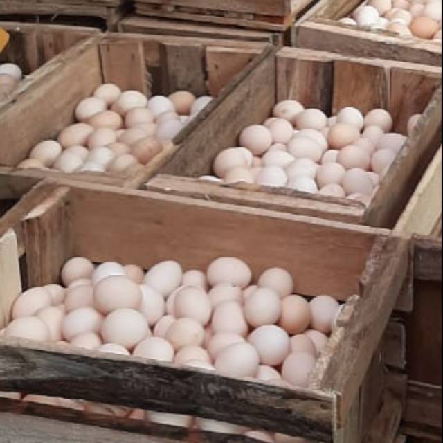 

Telor ayam murah