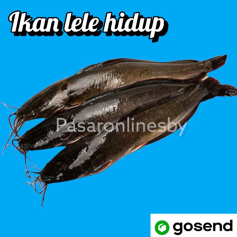 

PASAR GUBENG - Ikan Lele Segar