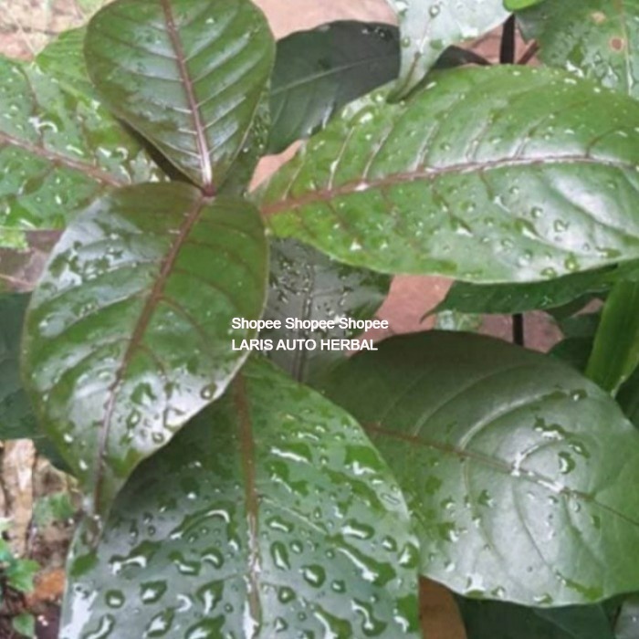 

daun handelem ungu herbal