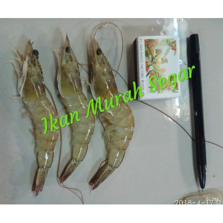 

UDANG PECI BESAR