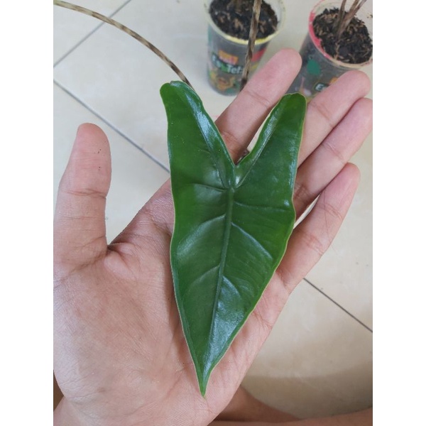 [rawatan] alokasia zebrina original baby