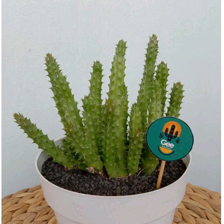 Kaktus HUERNIA Sukulen / Tanaman kaktus / pot kaktus / kaktus ownroot / kaktus potelan / hampers kak