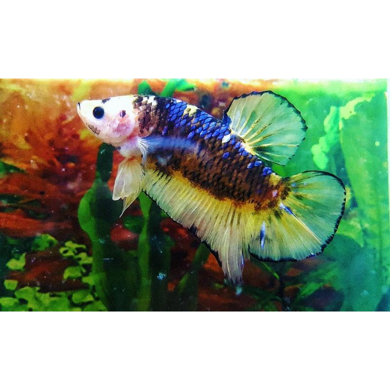 IKAN CUPANG GIANT GRADE