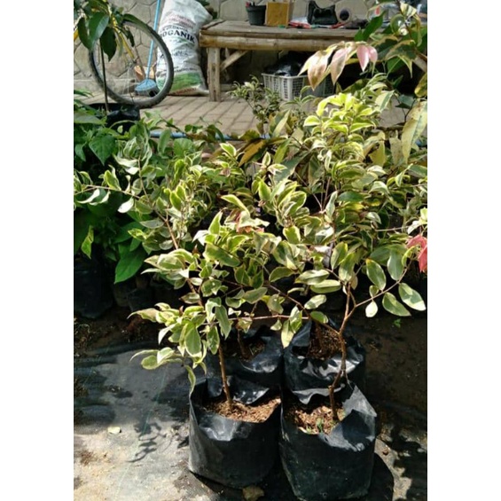 bibit anggur brazil varigata