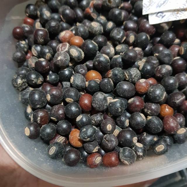 

Biji kecipir 50 butir