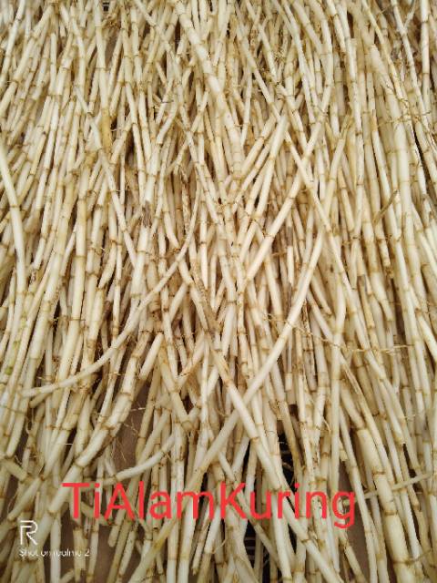 

Akar alang alang segar fresh langsung petik