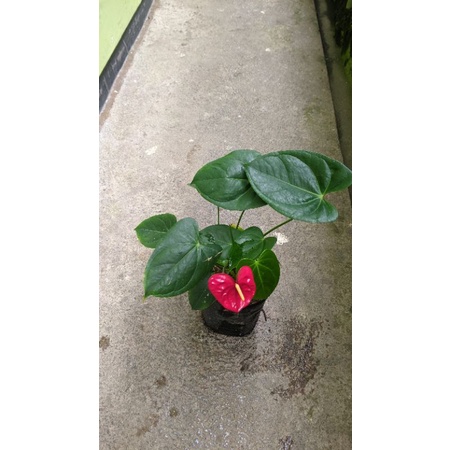 Anthurium Merah Mini - tanaman bunga anthurium MURAH