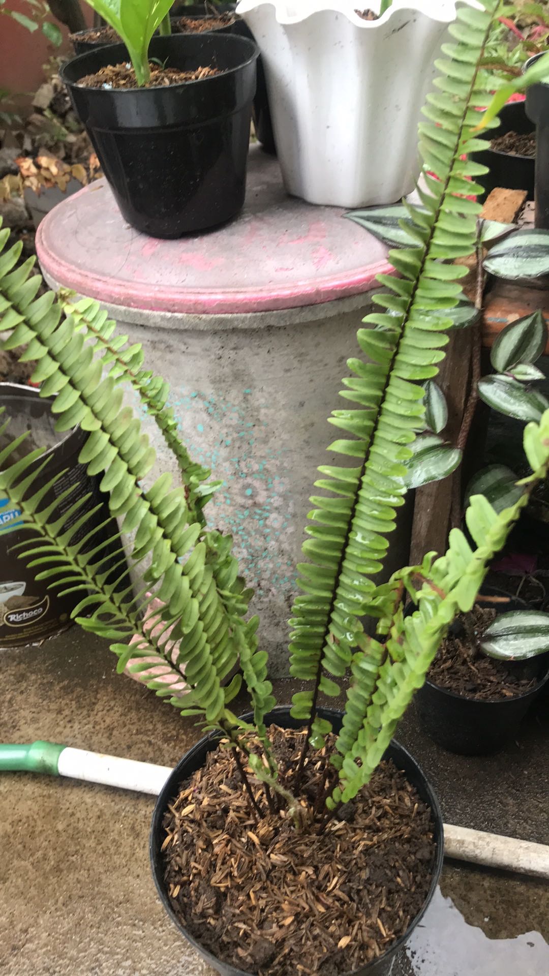 Tanaman Hias Pakis Kelabang-pakis Kelabang