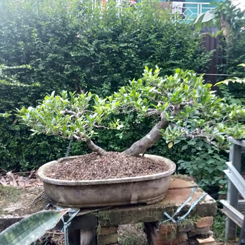 Bonsai Kimeng Bagus