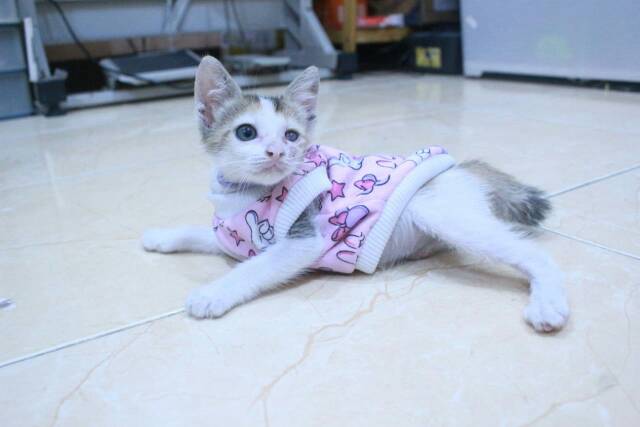 Kaos pink motif bintang lucu untuk kucing dan anjing / kaos kucing murah size S M L XL