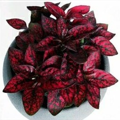 Tanaman Hias Hipotes Merah - Hipotes Merah Import pak tani bunga