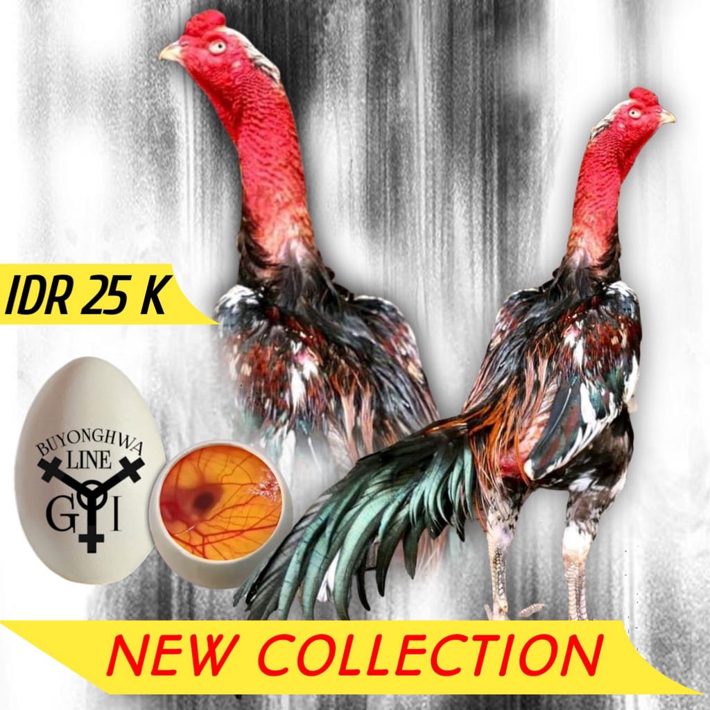 telur super asli ayam bangkok ganoi mix