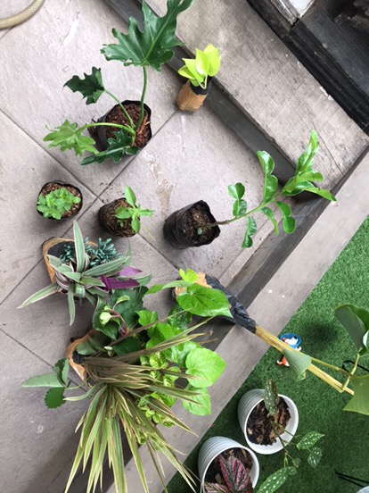 Tanaman Hias Tricolor Merah 3 Color Bunga Tricolor