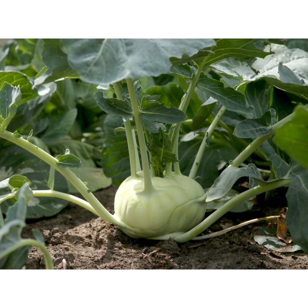 Benih Bibit Biji - Kohlrabi Green Delicacy Kohl Rabi German Turnip Seeds - IMPORT