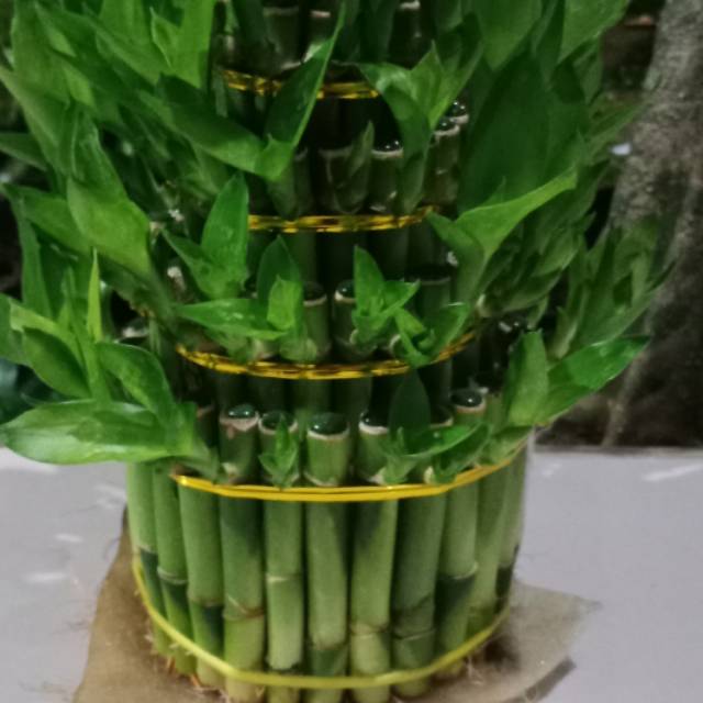 Tanaman Bambu hoki mini / tanaman bambu hoki