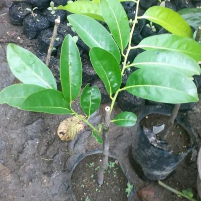 [Original] Bibit Black Sapote Jumbo / Sawo Mexico ( Sawo Hitam )