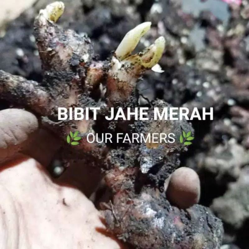 bibit jahe merah 1kg