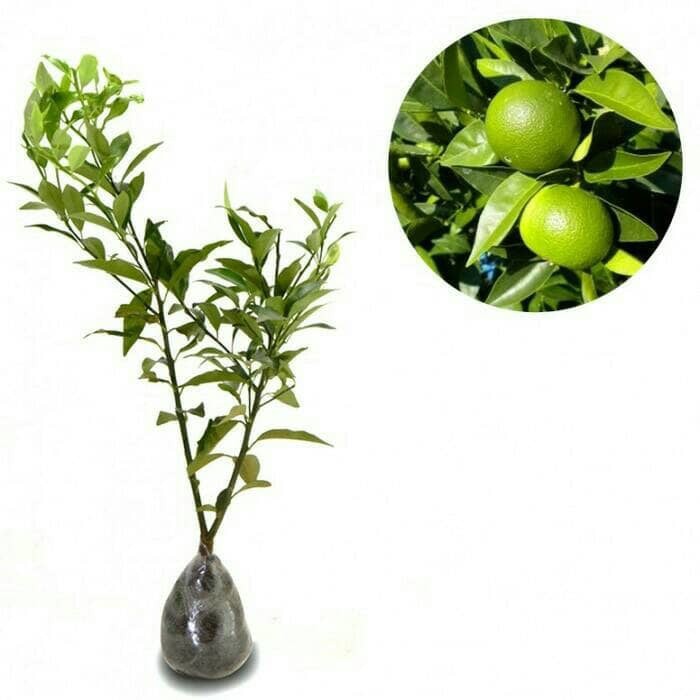 jeruk keprok madu trigas