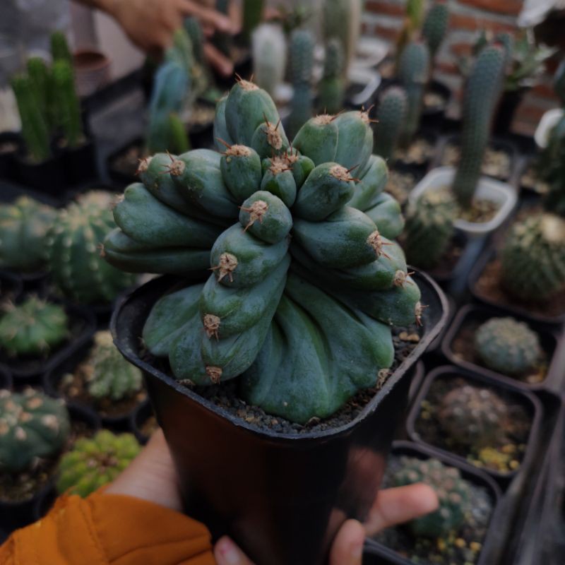 Cereus Forbesii Spiral