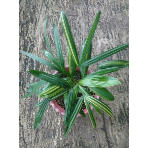 palem waregu variegata