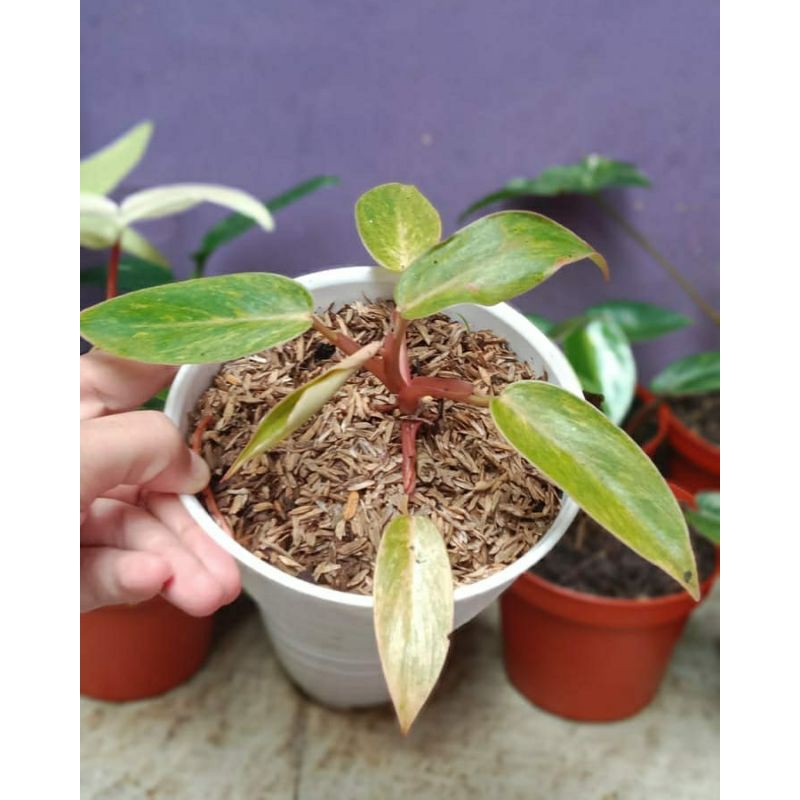 philodendron painted lady