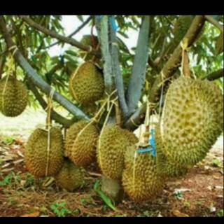 Unduh 5200 Gambar Durian Berbuah  