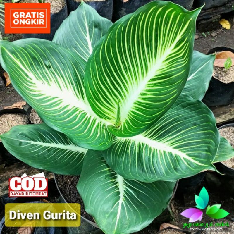 Diven Gurita Asli Daun JUMBO bulat dan Tebal