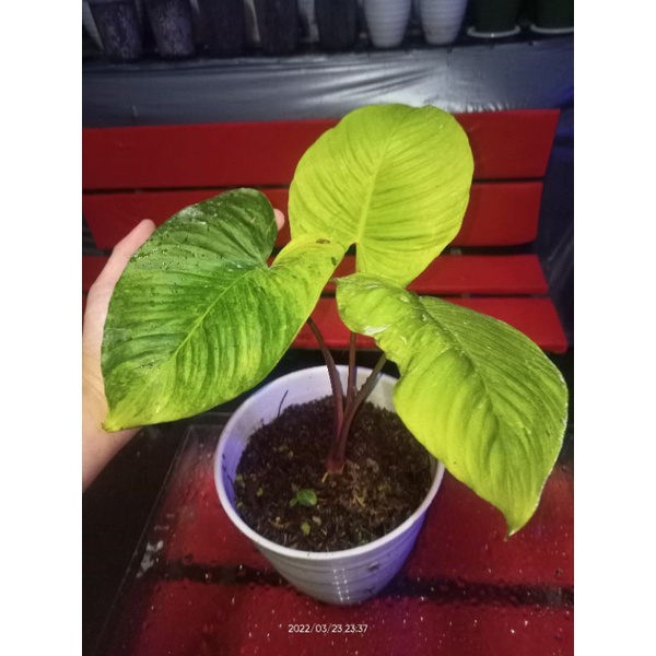 Homalomena Golden Variegata batang merah