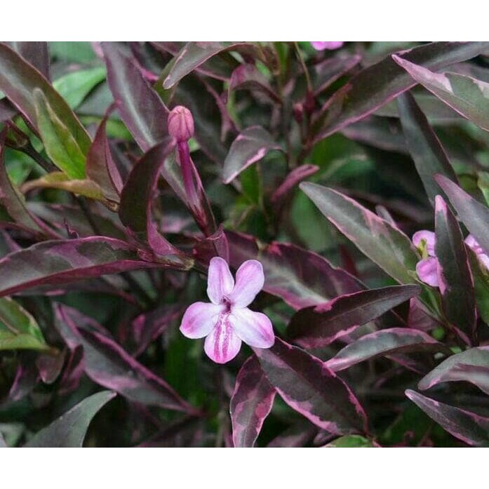 Bukan Benih Tanaman Hias Bunga Melati Aprilia Shopee Indonesia