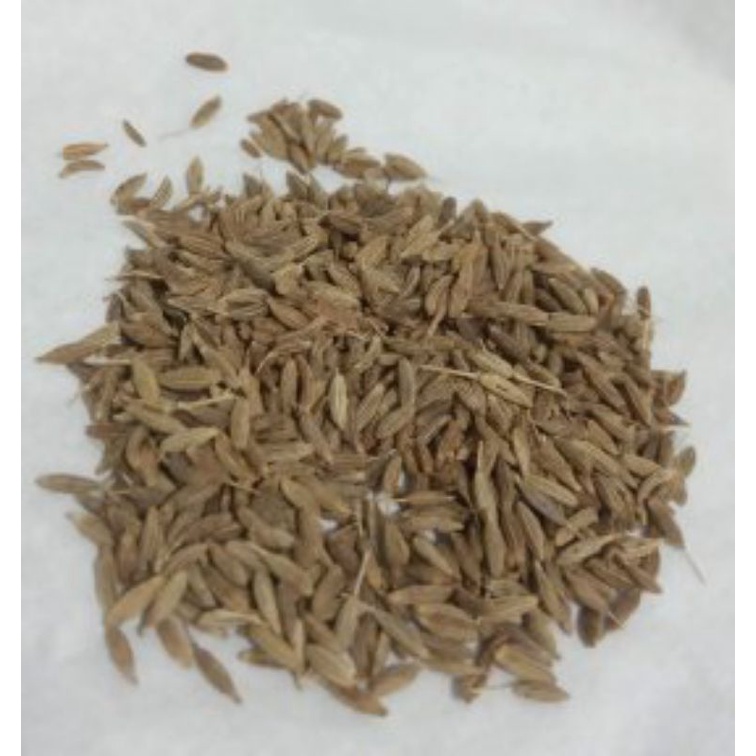 

Jintan India - Kamon - Cumin 50 gram