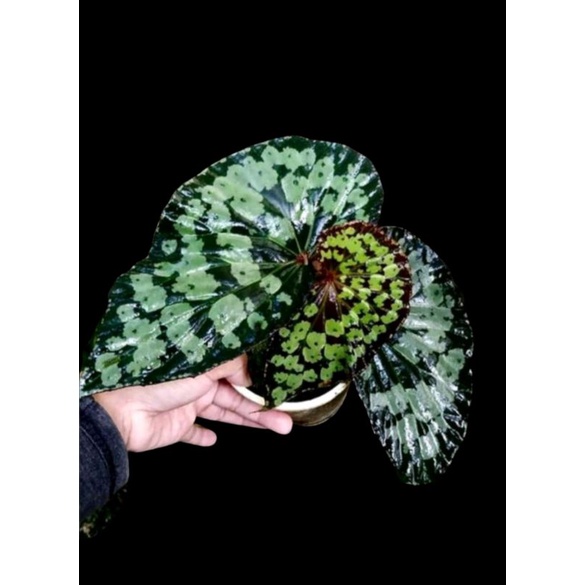 begonia sp borneo wk +(bonus)