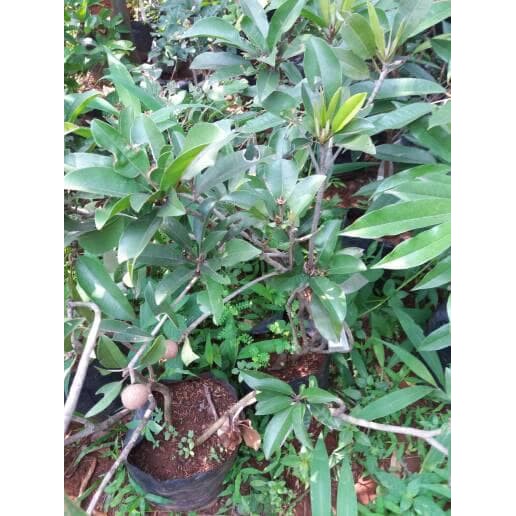 Pohon buah sawo, pohon sawo, pohon buah sawo Manilla, tanaman buah