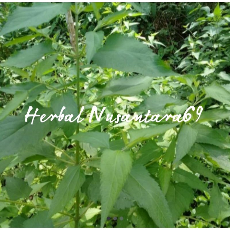 

Ready Daun Kirinyuh atau meringgo segar 500grm petik langsung