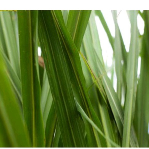 

Daun tebu segar per 500 gram